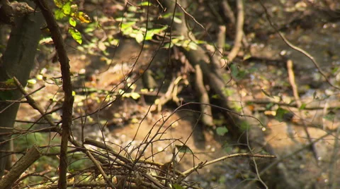 Brook in deep forest with tree in the foreground Stock Footage 59318419