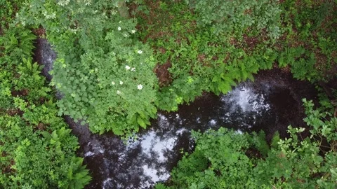 A brook in dense green forest with ferns and flowering bushes Video stock 158488662