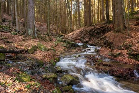 Brook during snow melting in spring and tusk fallen leaves from autumn, Czech Stock Photos