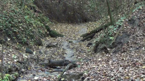 Brook flowing down between roots brown autumn leaves in forest Stock Footage 35918968