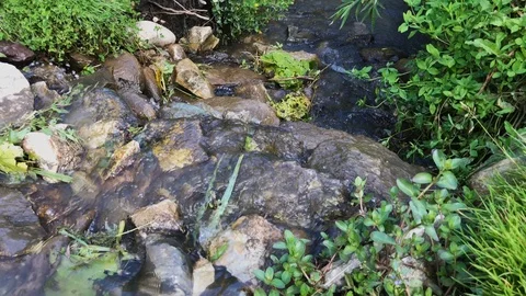 A brook flowing down through vegetation 库存影片 92738032
