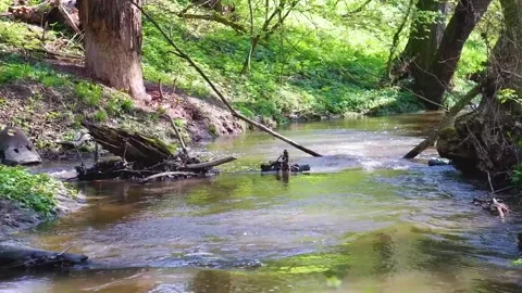 Brook flowing in the forest Stock Footage 239169268
