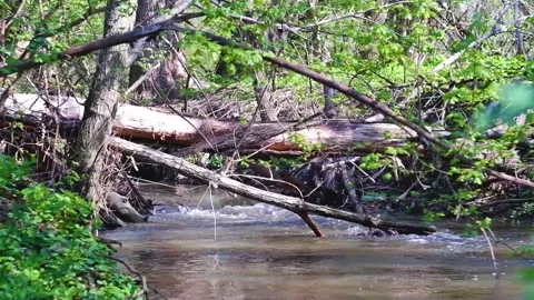 Brook flowing in the forest Stock Footage 239170027