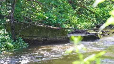 Brook flowing in the forest Stock Footage 239182371