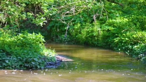 Brook flowing in the forest Stock Footage 239185076