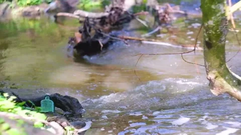 Brook flowing in the forest Stock Footage 239185916