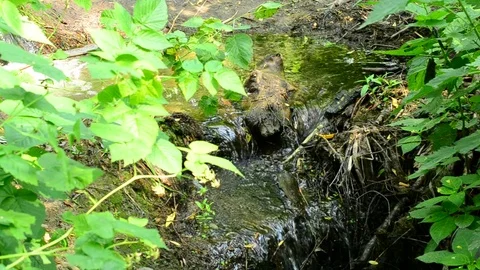 Brook flows through rapids in summer Stock Footage 72916957