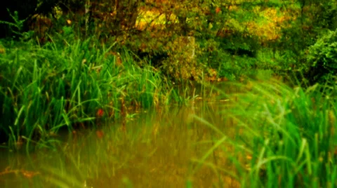 Brook Vídeos de archivo 533345