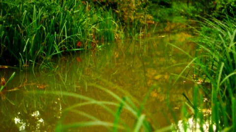 Brook Video stock 533363