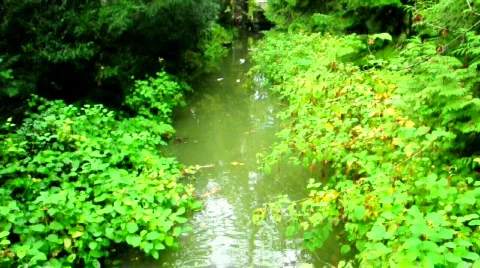 Brook Video stock 533381