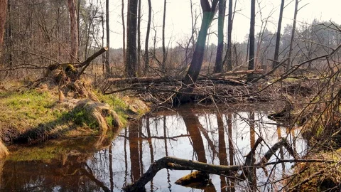 Brook Stock Footage 106867878
