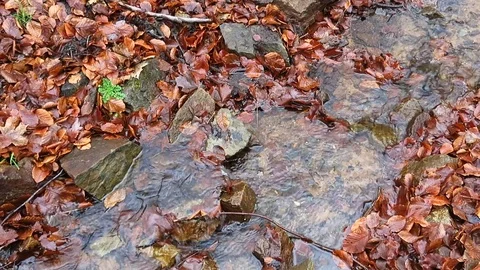 Brook Stock Footage 123124050