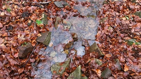 Brook Stock-Footage 123124051