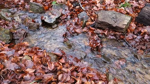 Brook Stock Footage 123124052