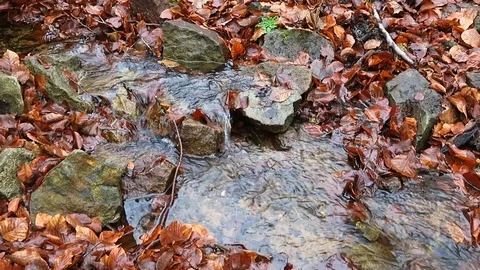 Brook Stock-Footage 123124059