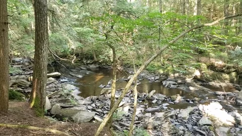 Brook Stock Footage 159027090