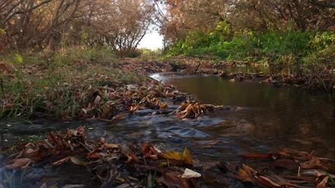 Brook Video stock 277990331