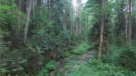 Brook in the forest, aerial view Stock Footage 85615320