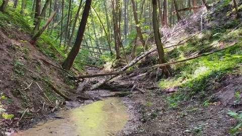 Brook in the forest. Stock Footage 207430080
