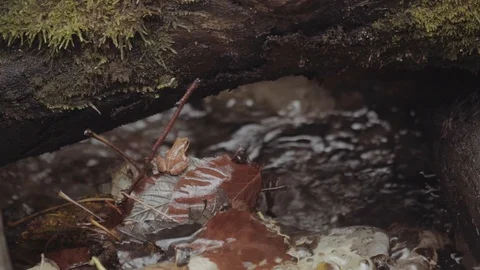 A brook in the forest with a little frog Stock Footage 98212957