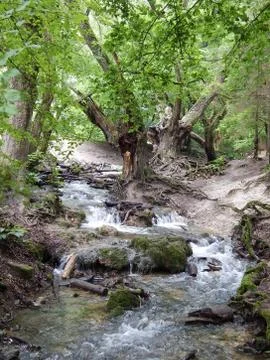 Brook in the forest Stock Photos