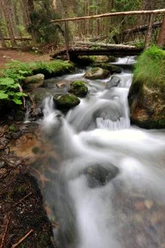 Brook in the forest Stock Photos