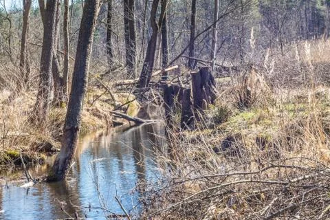 Brook in the forest Foto stock