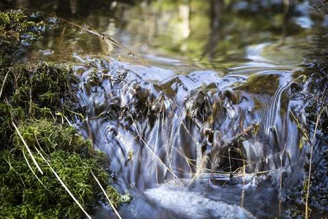 The Brook in the forest Fotos de archivo