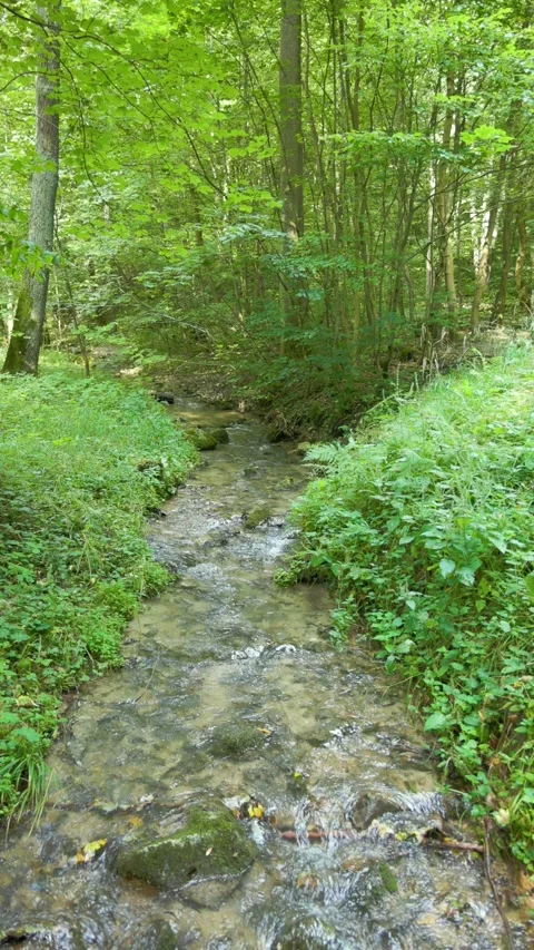 A brook in the forest thicket in vertical Stock Footage 284668542