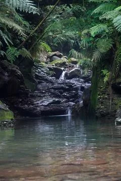 Brook in the forest. tranquil scenery with trees and rocks covered with lus.. Stock Photos