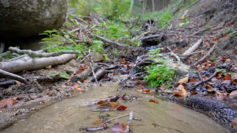 Brook of fresh well water flowing through forest 4K Stock Footage