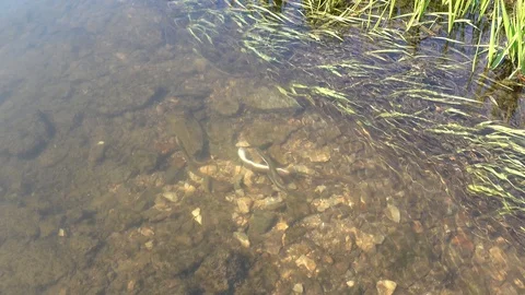 Brook lamprey (Eudontomyzon mariae) at the shallow river. Don basin, Russia. 4K Stock Footage 123569755
