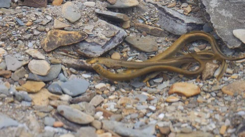 Brook lamprey gather in spawning pool and mate Stock Footage 108083331