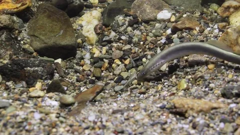 Brook lamprey (Lampetra planeri) Stock Footage
