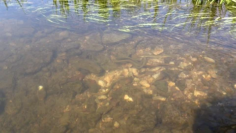 Brook lamprey at the river. Don basin, Russia. 4K Stock Footage 123569917