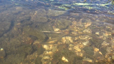 Brook lamprey at the shallow river. Don basin, Russia. 4K Video stock 123569834