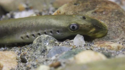 Brook lamprey spawning (Lampetra planeri) close up Stock Footage 83995575