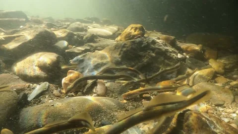 Brook lamprey spawning (Lampetra planeri) close up Stock Footage 157858477