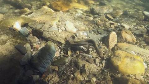 Brook lamprey spawning (Lampetra planeri) close up Video stock 168684086