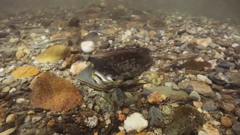 Brook lamprey spawning (Lampetra planeri) close up Video stock 168684233
