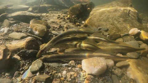 Brook lamprey spawning (Lampetra planeri) close up Stock-Footage 168684313