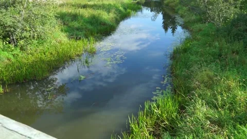 The brook by the meadow Stock Footage 163566732