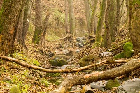 Brook in the middle of the forest Stock Photos