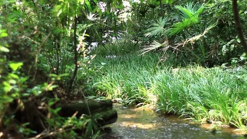 Brook at Minamisawa forest in Higashikurume shallow focus Stock Footage