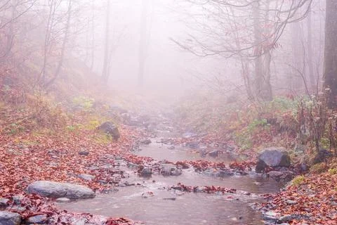 Brook on a misty day Stock Photos