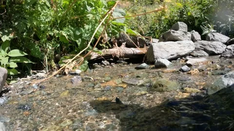 Brook or spring with small waterfalls in mountain ridge woods - loop video Stock Footage 239130189