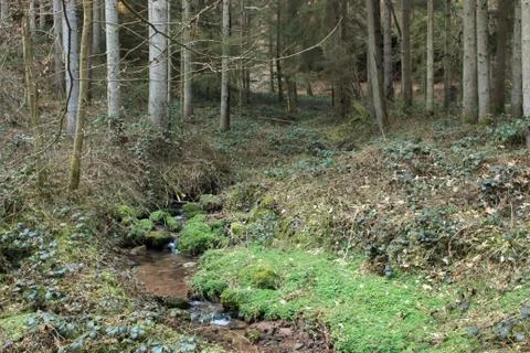Brook in the palatina forest Stock Photos