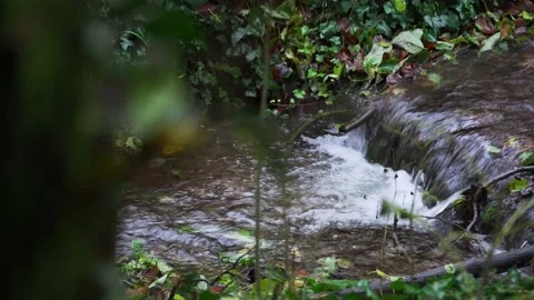 Brook  in the park 動画素材 165241799