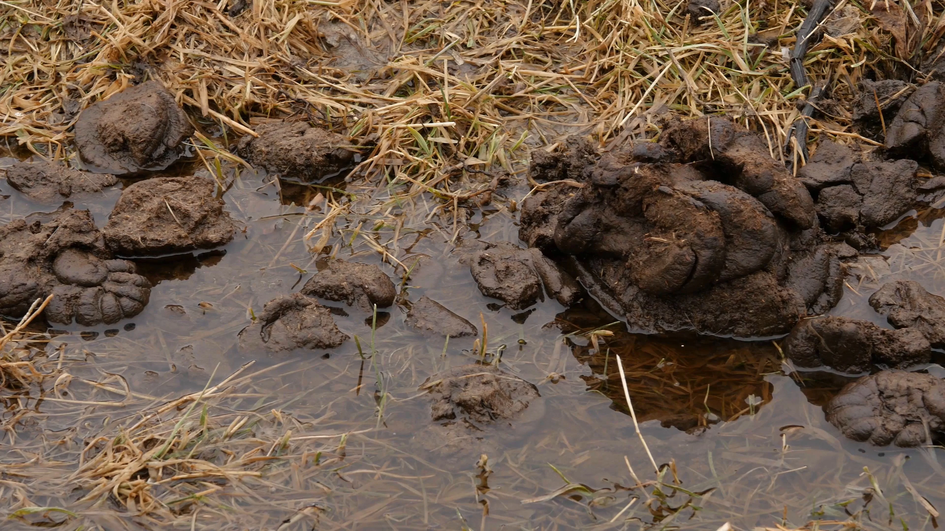 Brook Polluted With Cow Manure Fresh Cow Excrement Countryside
