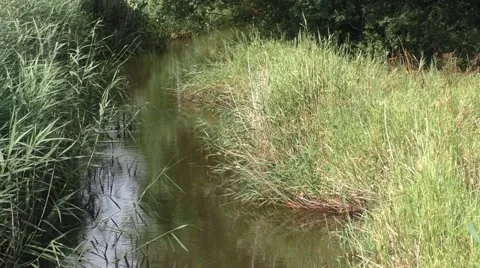 Brook with Reeds Stock Footage 65820194